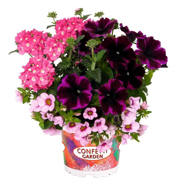 Confetti Garden PIRATE’S BEAUTY 2022