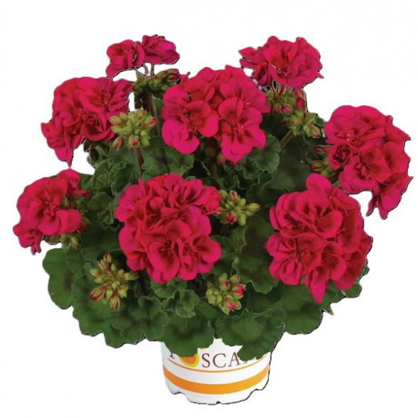 Pelargonija NANCY NEON PURPLE WITH EYE