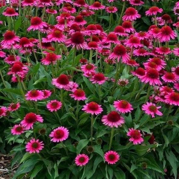 Ehinācija - Echinacea FATAL  ATTRACTION P9