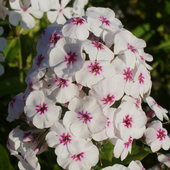 Phlox Mike’s Favourite