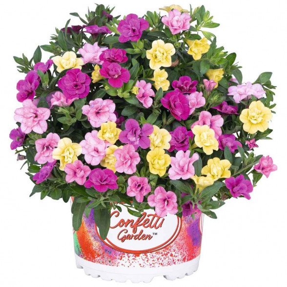 Confetti Garden MY BONNIE 2022