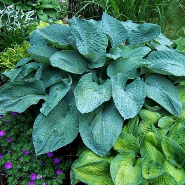 Hosta BRESSINGHAM BLUE konteinerstāds