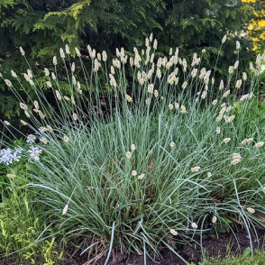 Sesleria nitida P11