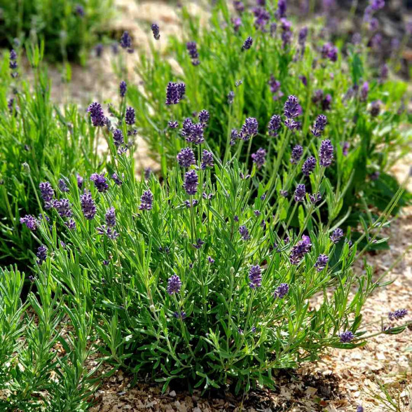 Lavanda angustifolia BLUE SCENT EARLY kailsaknis – 4g