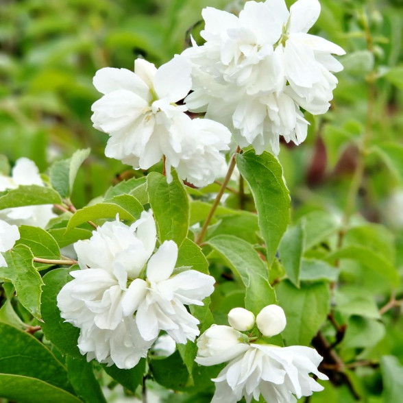 Filadelfs - Philadelphus MINESOTA SNOWFLAKE