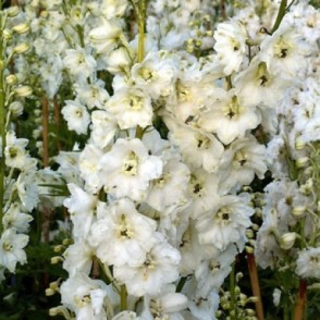Dārza delfīnija - Delphinium MAGIC FOUNTAINS PURE WHITE P13