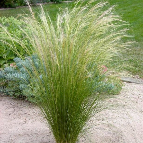 Tievā stepjulīga - Stipa tenuissima PONYTAILS P9