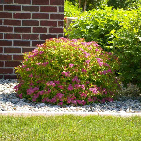 Japānas spireja Spiraea japonica GOLDFLAME