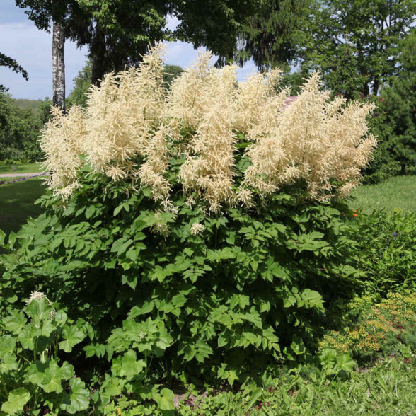 Арункус китайский (Aruncus sinensis) Zweiweltenkind P13