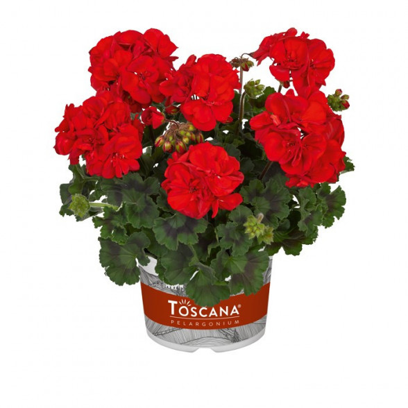 Pelargonija DOLCE VITA MYLENA RED