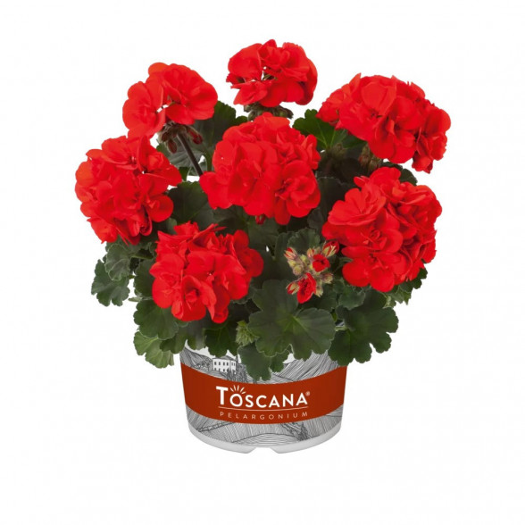 Pelargonija CASTELLO RONJA RED