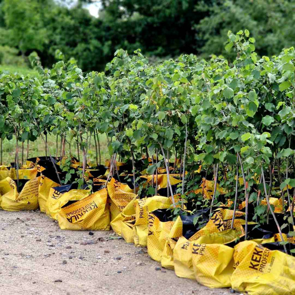Lielaugļu lazda COSFORD kailsaknis 3g