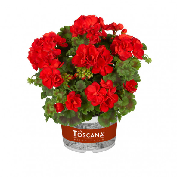 Pelargonija TREND JULIA RED