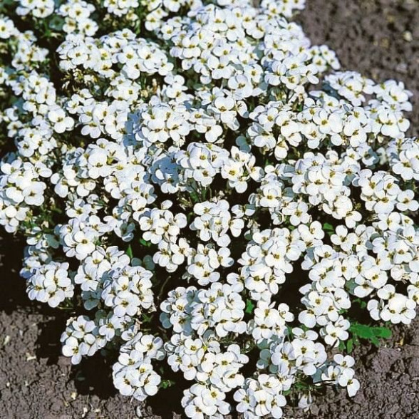 Arābe - Arabis caucasica SPRING SNOW