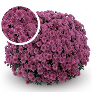 Chrysanthemum Padre Lilac