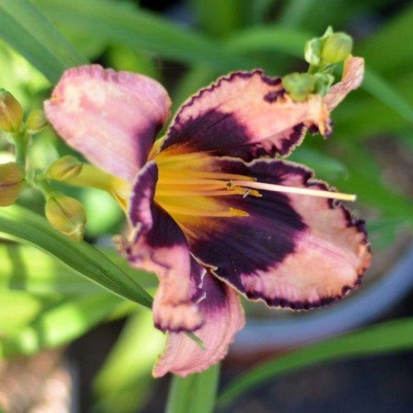 Hemerocallis Exotic Treasure