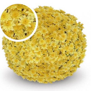 Chrysanthemum Fonti Yellow