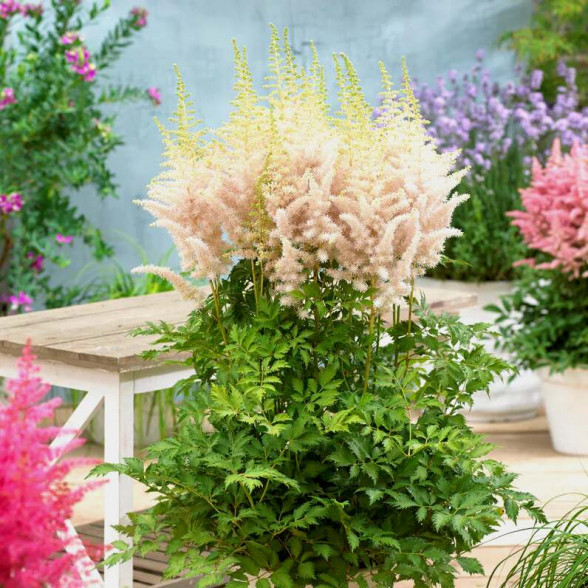 Ķīnas astilbe - Astilbe chinensis MILK AND HONEY, P13