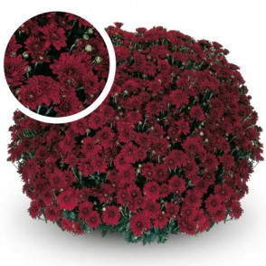 Chrysanthemum Camina Red
