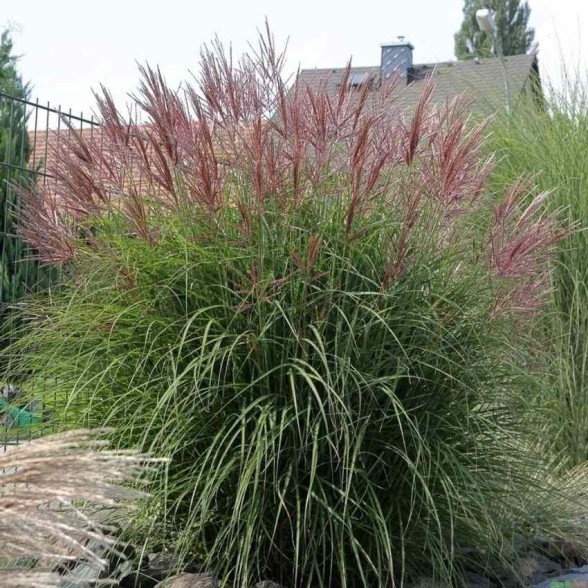 Ķīnas miskante – Miscanthus sinensis FERNER OSTEN