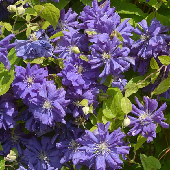 Mežvītenis - Clematis FLORAL DANCE konteinerstāds