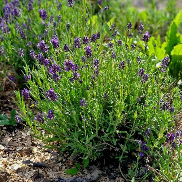 Lavandula angustifolia ELLAGANCE PURPLE kailsaknis - 2 gad.