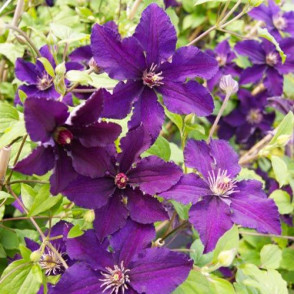 Mežvītenis - Clematis RASPUTIN