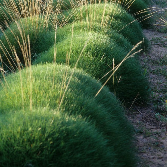 Овсяница Готье - festuca gautieri - Gotjē auzene