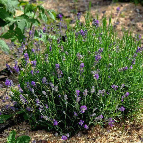 Lavandula angustifolia MUNSTEAD STRAIN kailsaknis - 2 gad.