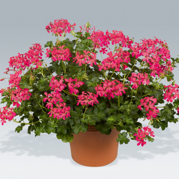 Pelargonija BALKON DONKERROZE