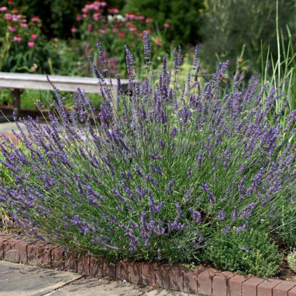 Lavandula PHENOMENAL konteinerstāds – 2g.