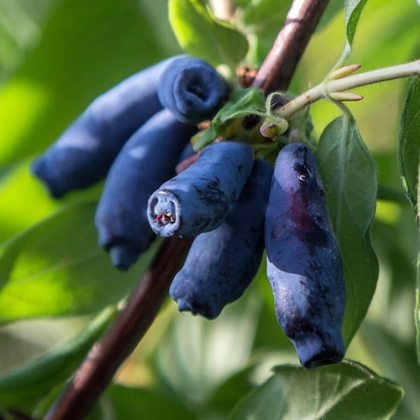 Ēdamais sausserdis -  VOSTORG P9