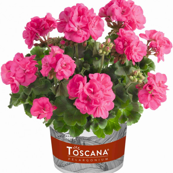 Pelargonija TREND HANNA HOT PINK
