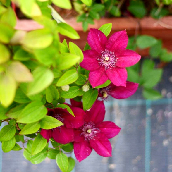Mežvītenis - Clematis PERIDA konteinerstāds