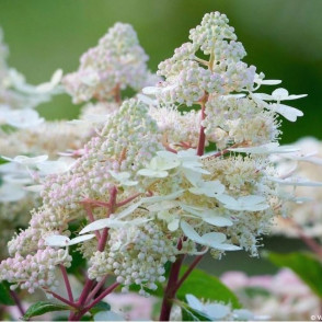 Hydrangea paniculata Early Heary