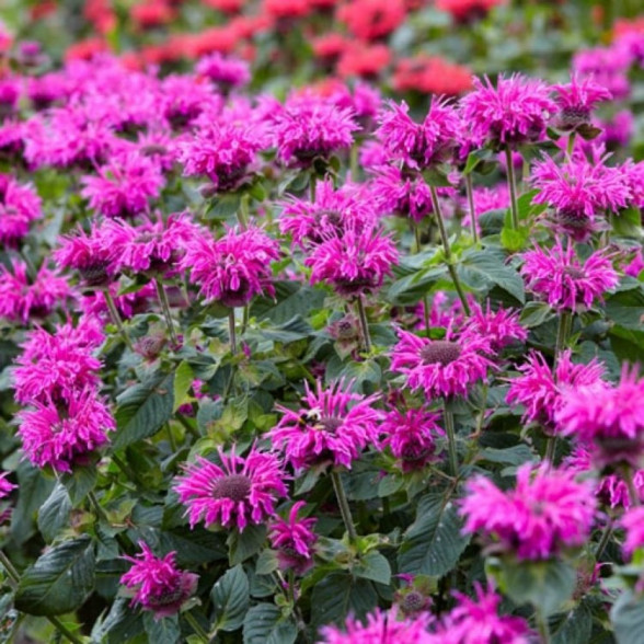 Monarda hybrid BEE-FREE