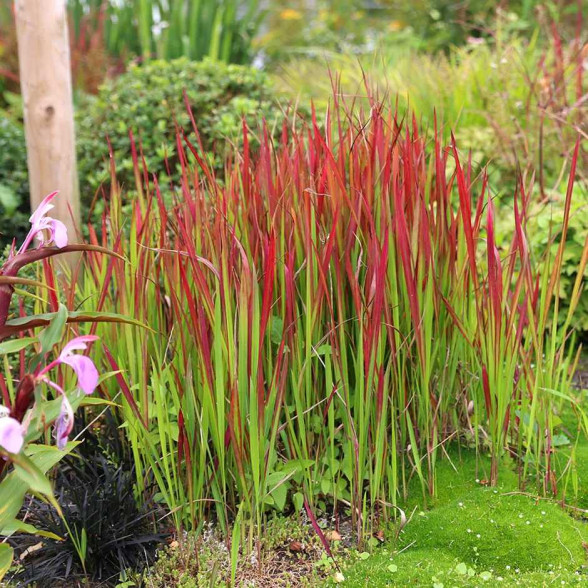 Cilindriskā imperata - Imperata cylindrica RED BARON