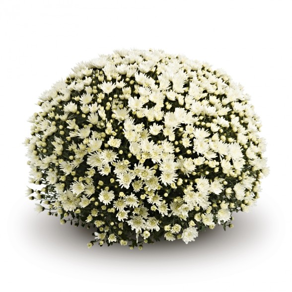 Хризантема Wikita White