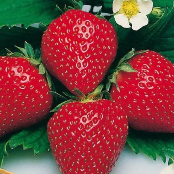 RENESSAINCE - A kategorijas frigo stādi (10gb.)