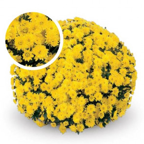 Chrysanthemum Padre Yellow