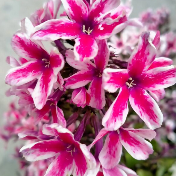 Floksis PALMYRA - kailsaknis