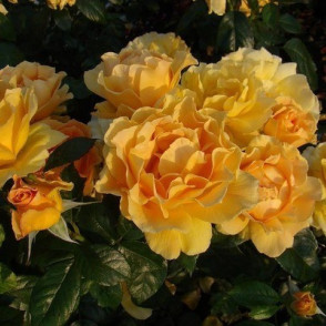 Floribundroze EASY GOING gelb-amber