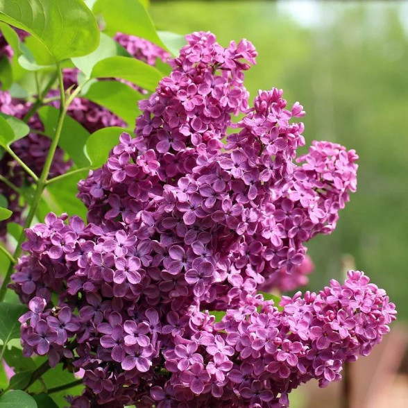 Ceriņš -  Syringa vulgaris CHARLES JOLY 3,5l