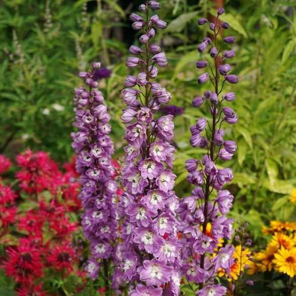 Dārza delfīnija - Delphinium MAGIC FOUNTAINS LILAC ROSE, white bee