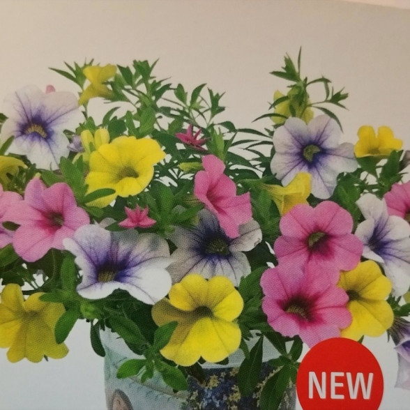 Trixi Early Fiesta de Colores