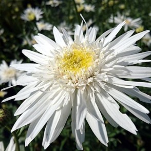 Izcilā pīpene - Leucanthemum x superbum CHRISTINE HAGEMANN P13