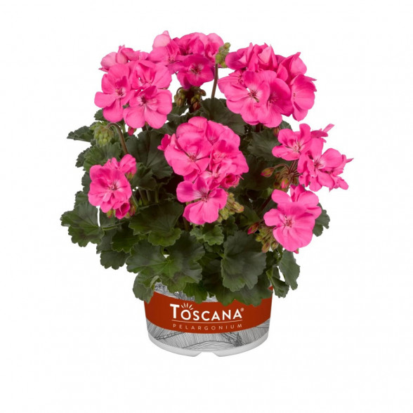 Pelargonija CASTELLO BENJA PINK