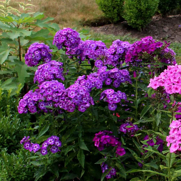 Floksis LITTLE LAURA - kailsaknis