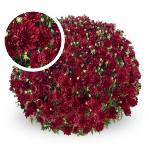 Chrysanthemum Pobo Red