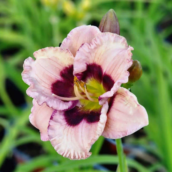 Hemerocallis Purple Flame